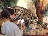 Jaguar 12